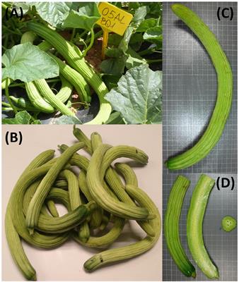 Grafting Snake Melon [Cucumis melo L. subsp. melo Var. flexuosus (L.) Naudin] in Organic Farming: Effects on Agronomic Performance; Resistance to Pathogens; Sugar, Acid, and VOC Profiles; and Consumer Acceptance